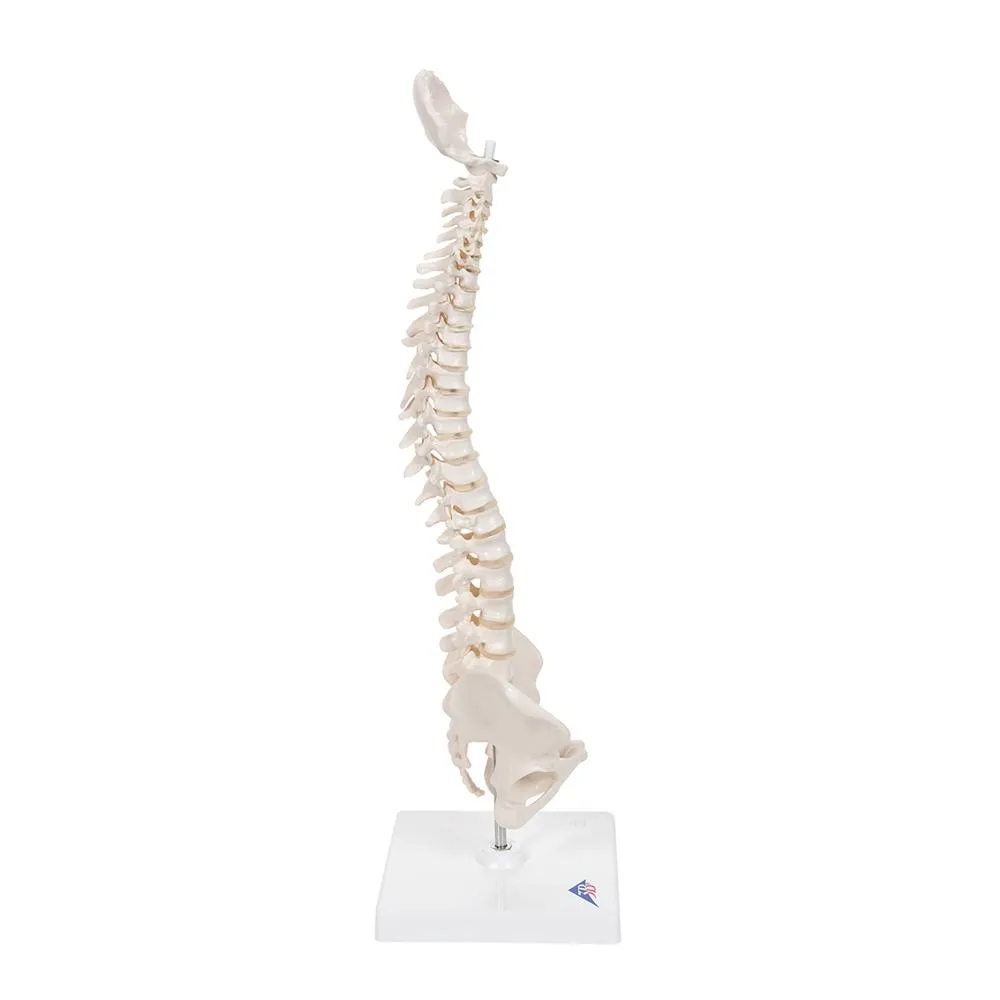 Flexible Mini Spinal Column on Base