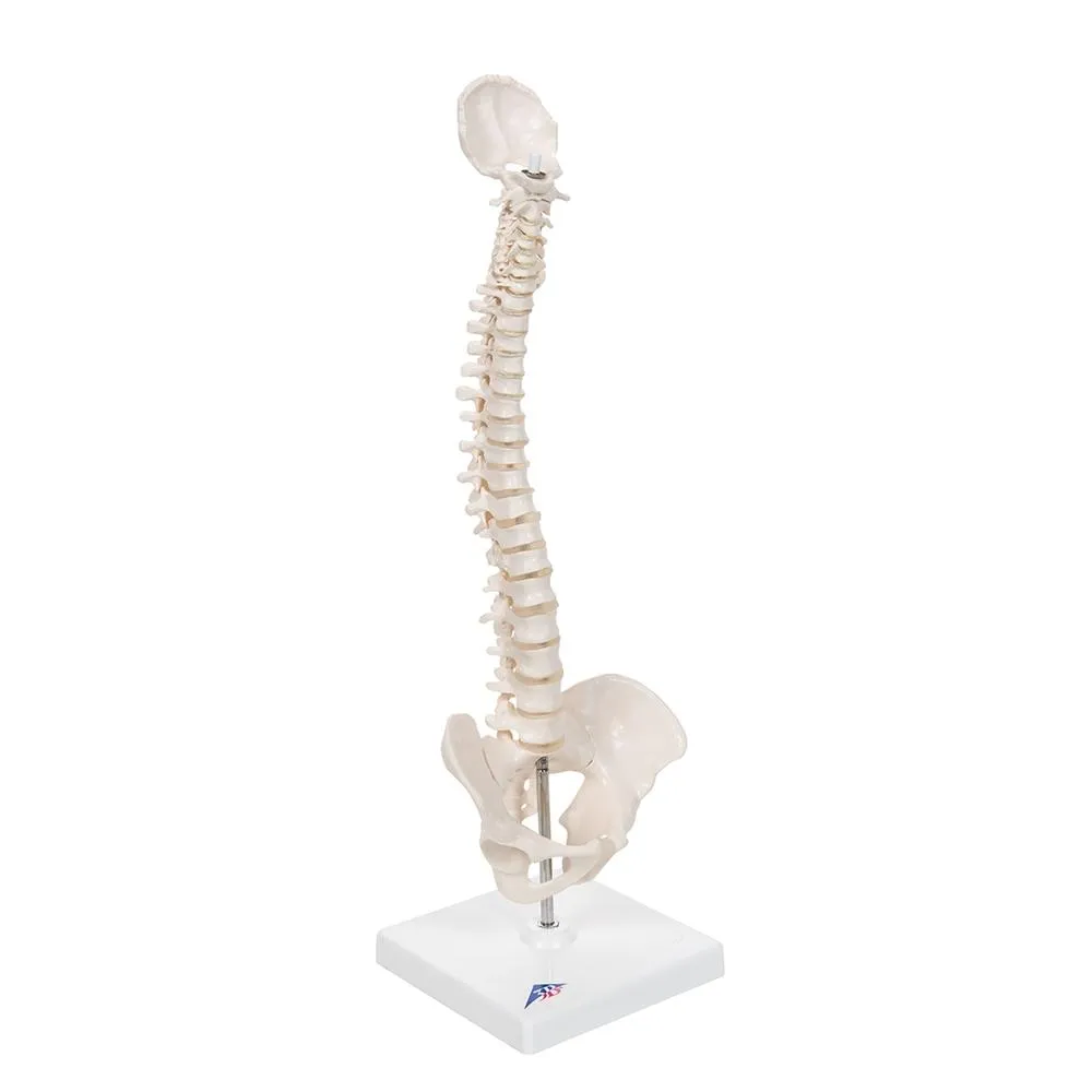Flexible Mini Spinal Column on Base