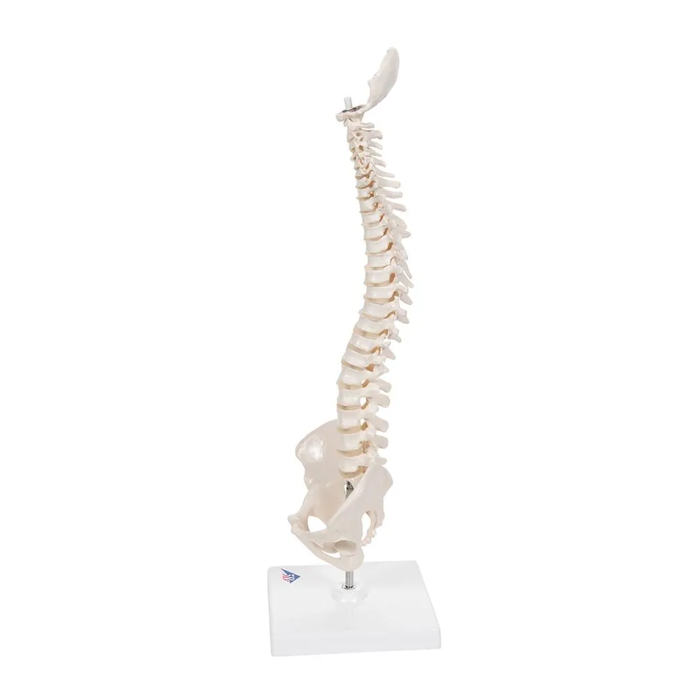 Flexible Mini Spinal Column on Base