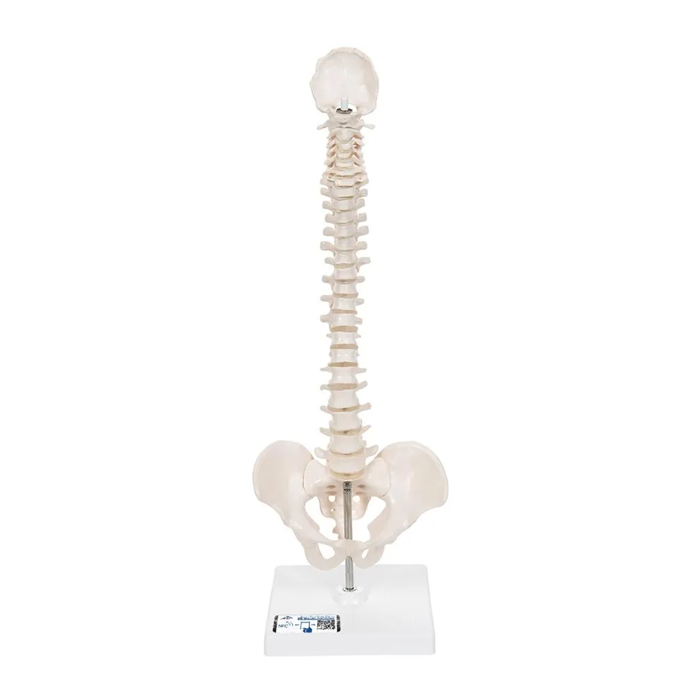 Flexible Mini Spinal Column on Base